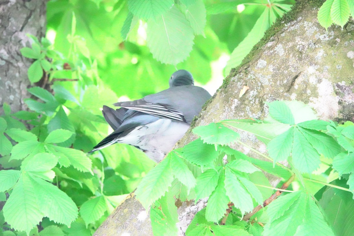 Common Wood-Pigeon - John Beckworth