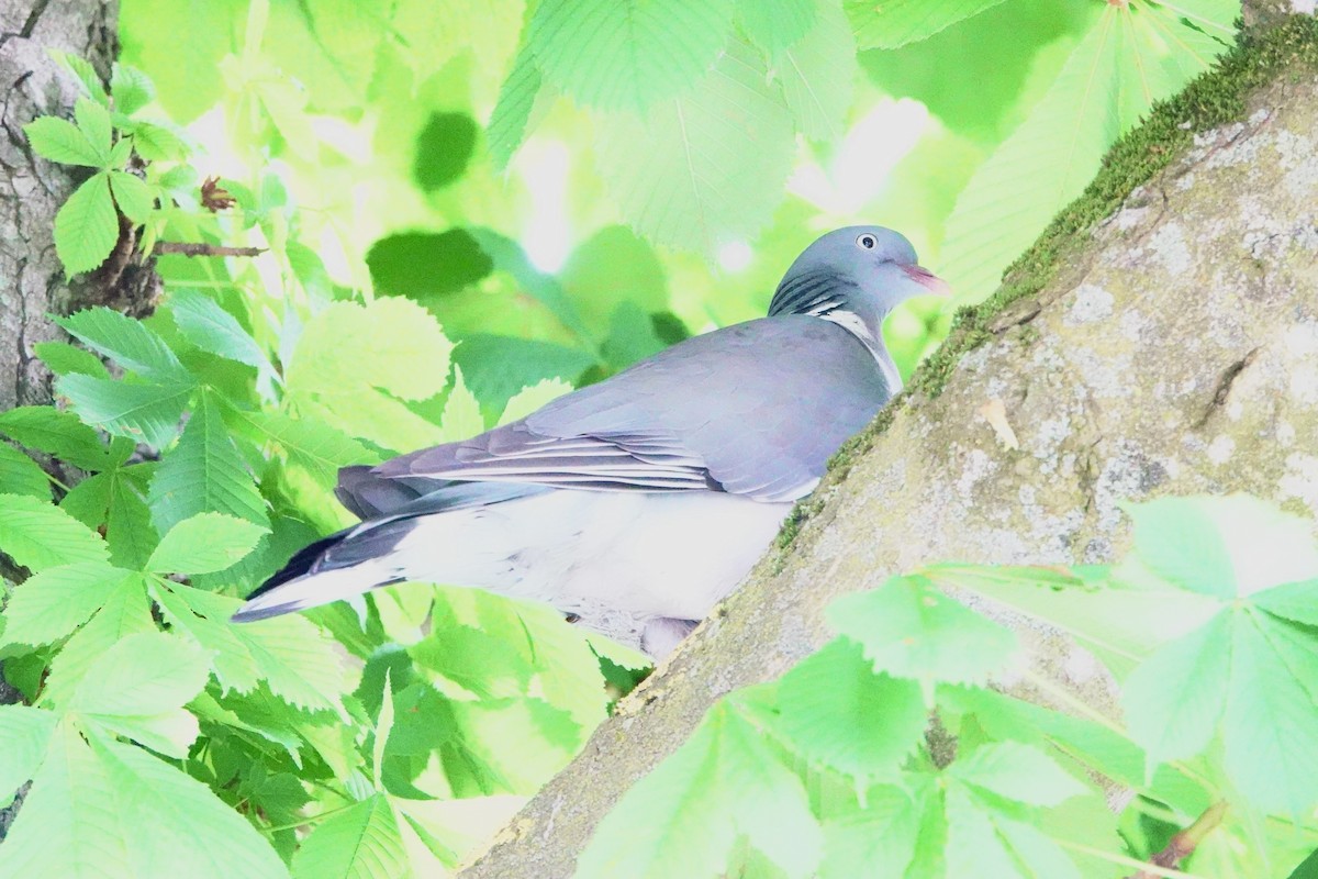 Common Wood-Pigeon - John Beckworth