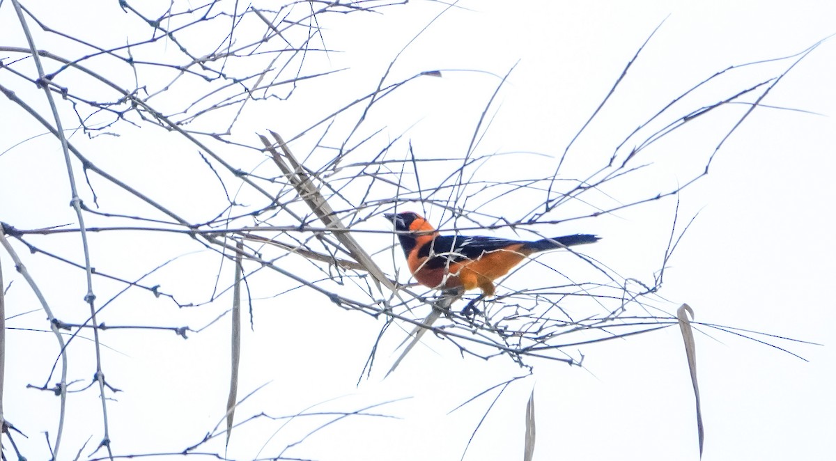 Altamira Oriole - Laura Voight