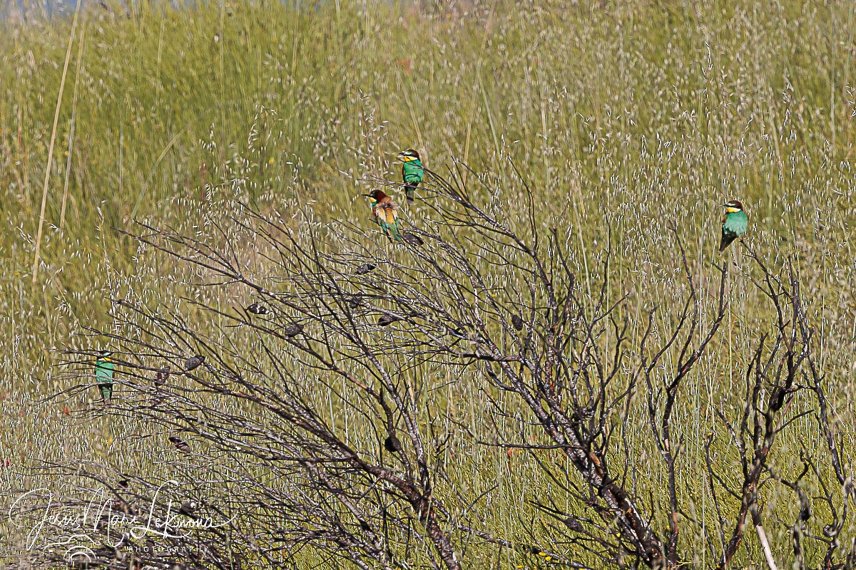 European Bee-eater - Jesús Mari Lekuona Sánchez