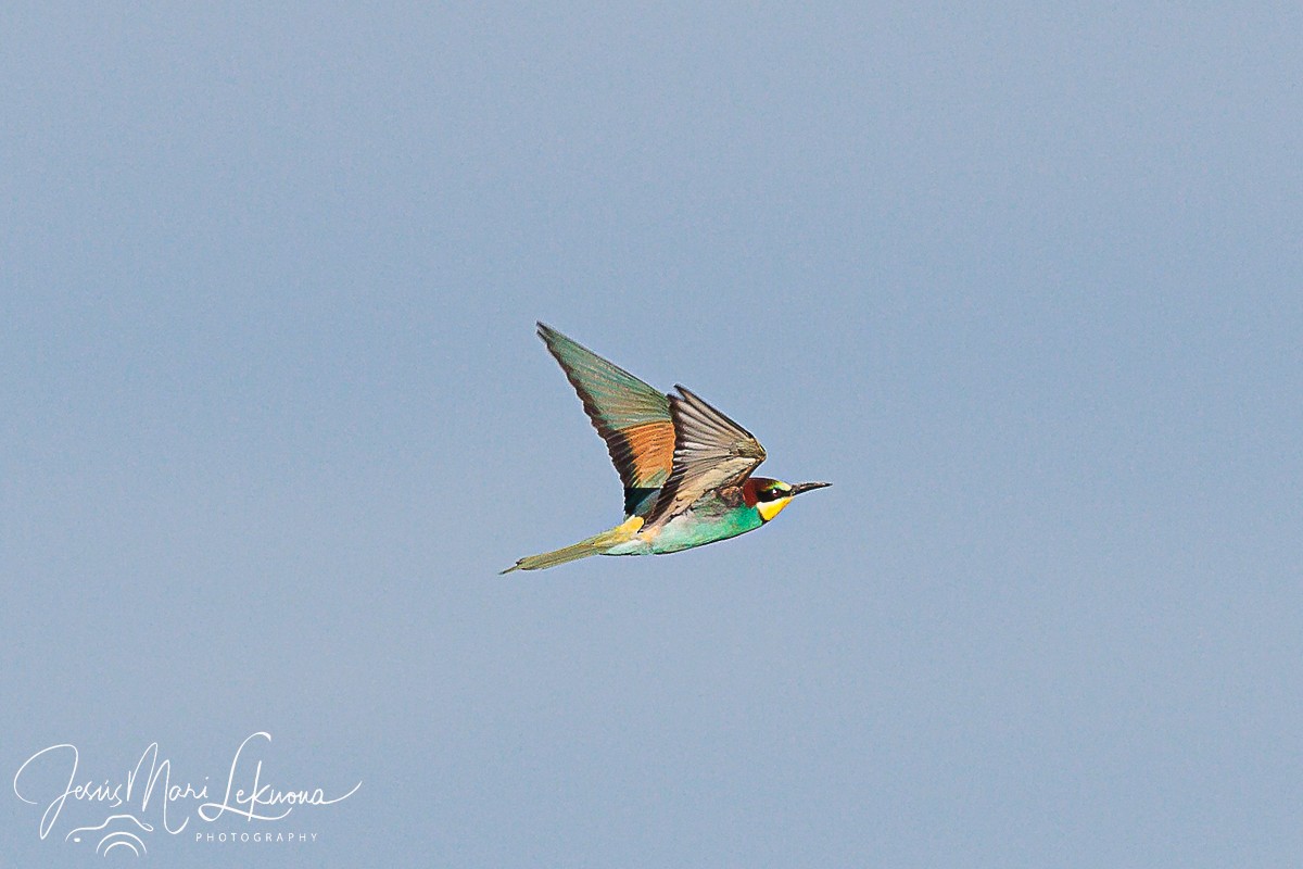 European Bee-eater - Jesús Mari Lekuona Sánchez