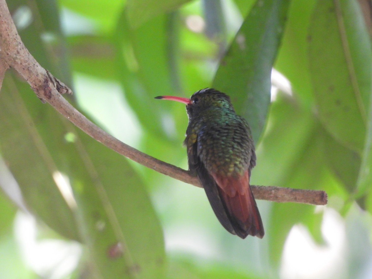 Rufous-tailed Hummingbird - Leandro Niebles Puello