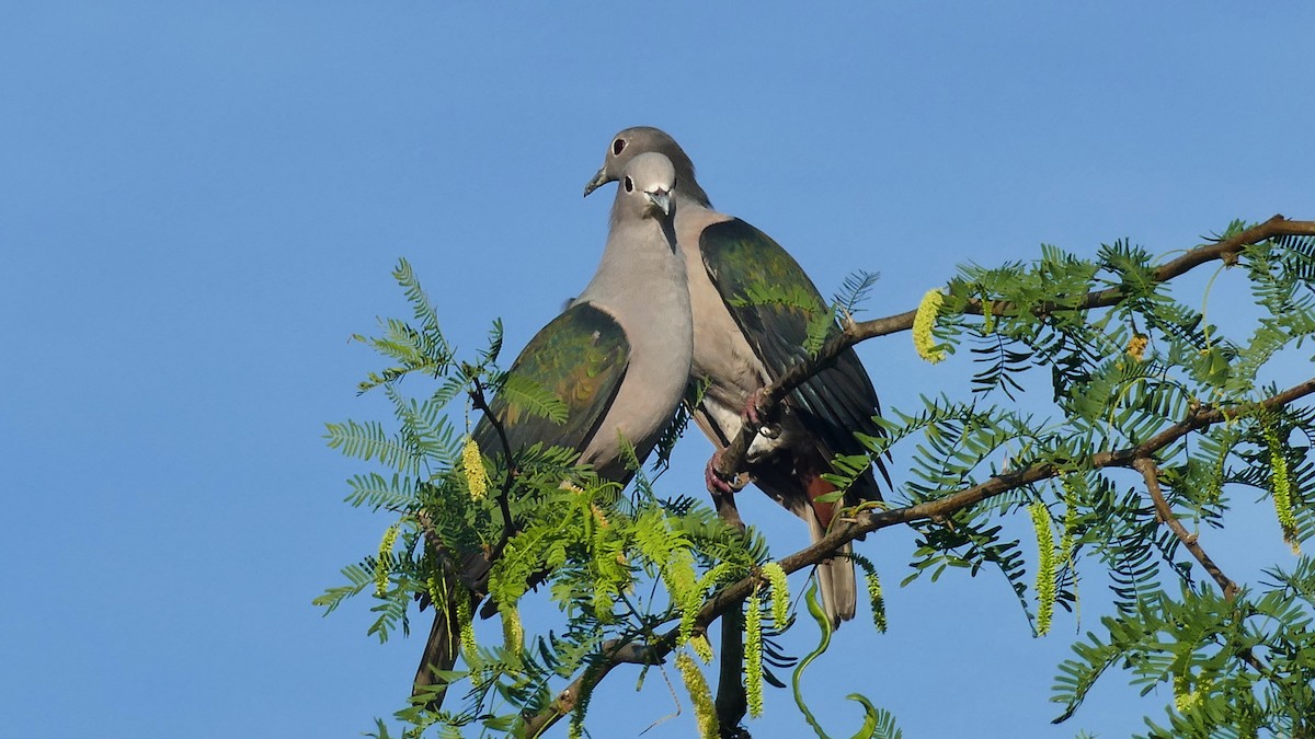 Green Imperial-Pigeon - Mark Hancock