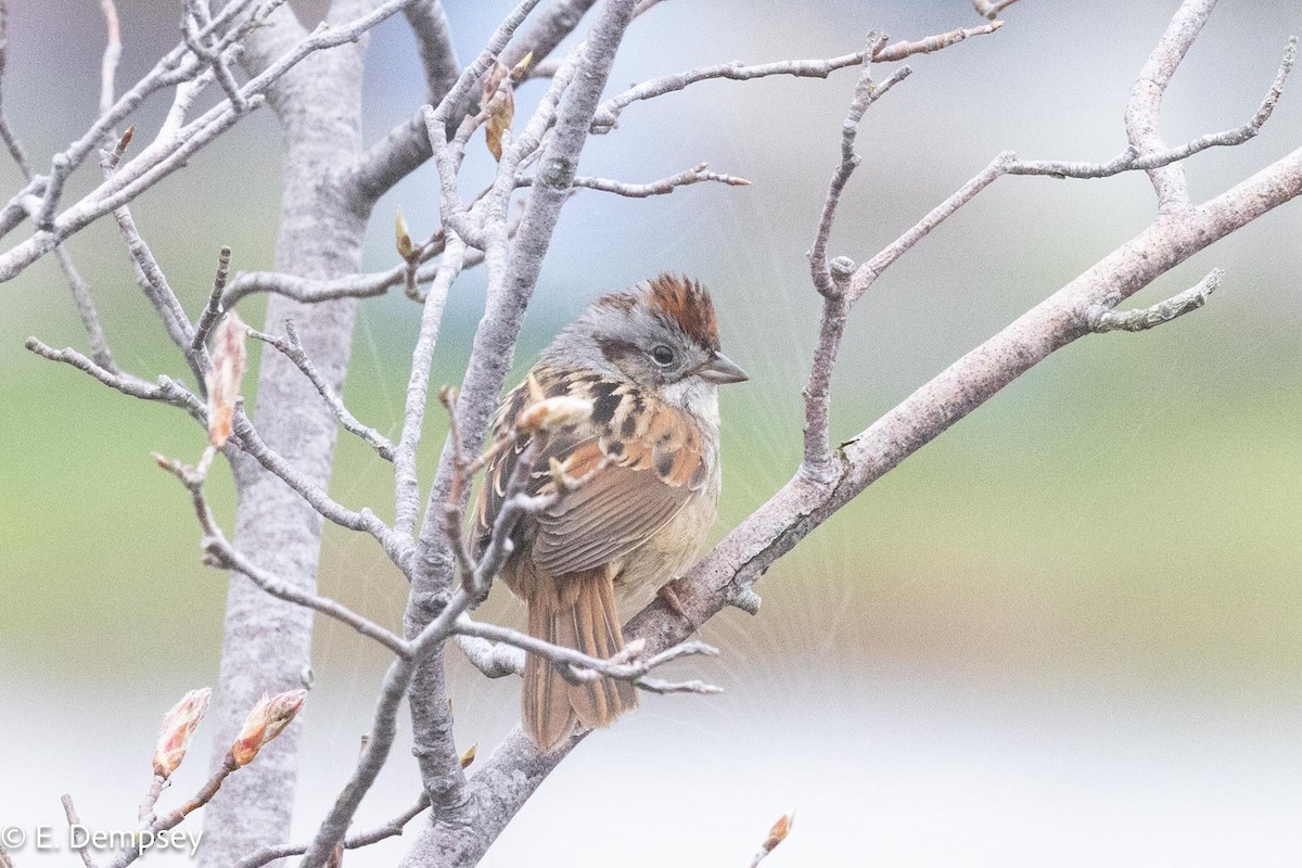 Swamp Sparrow - Ethel Dempsey