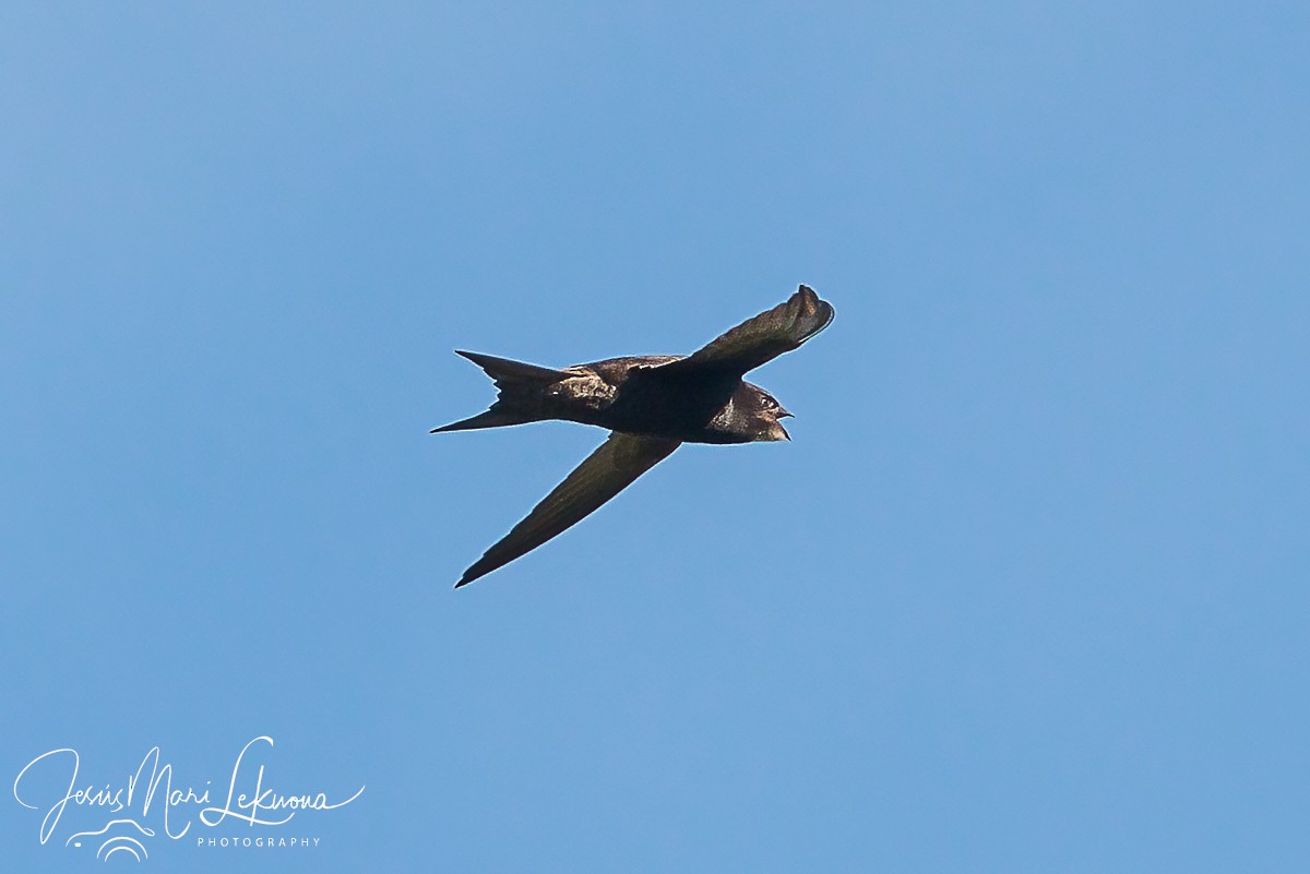 Common Swift - Jesús Mari Lekuona Sánchez