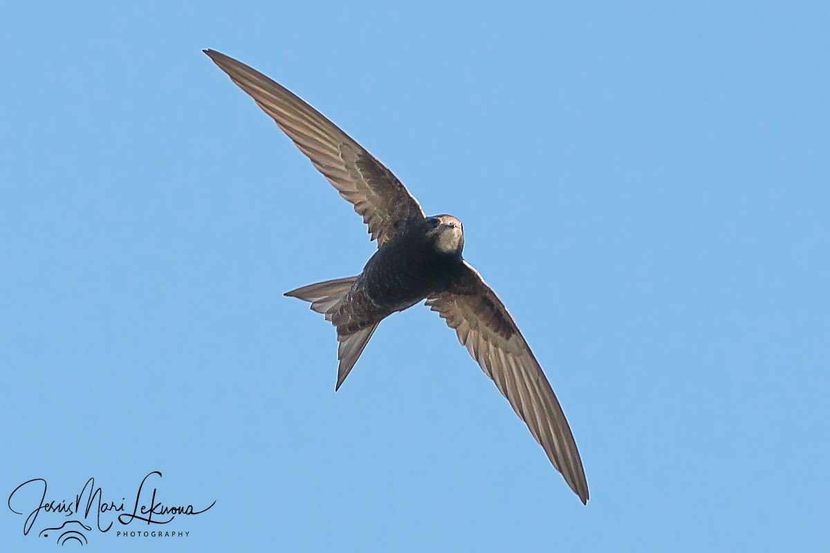 Common Swift - Jesús Mari Lekuona Sánchez