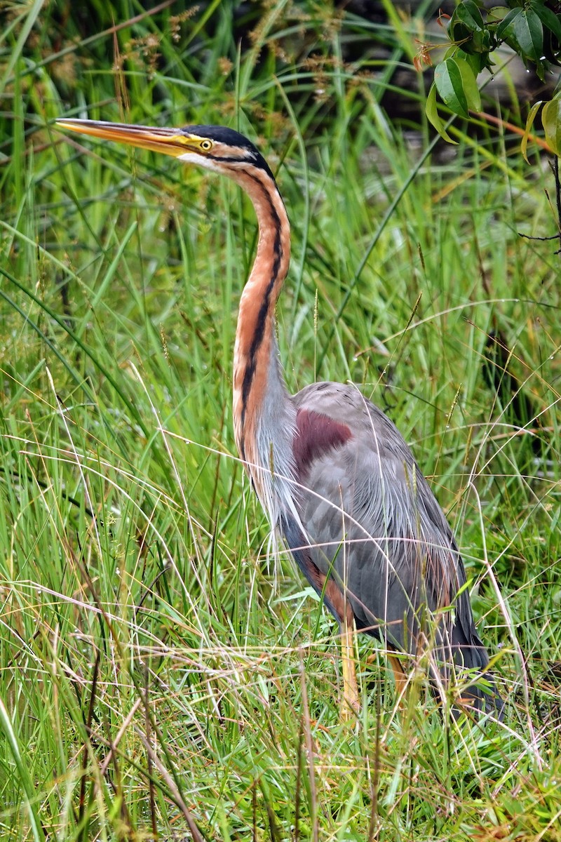 Purple Heron - ML619435081