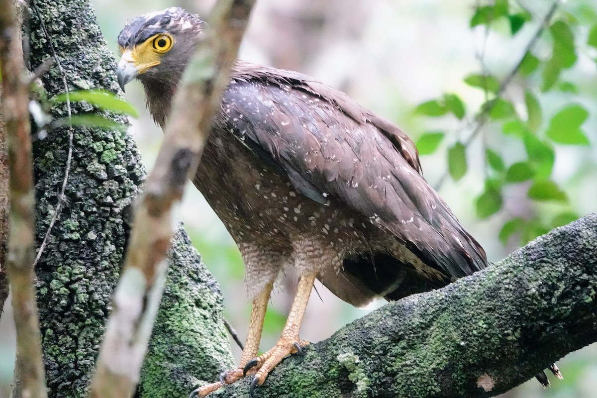 Crested Serpent-Eagle - Brecht Caers