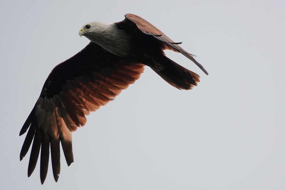 Brahminy Kite - Brecht Caers