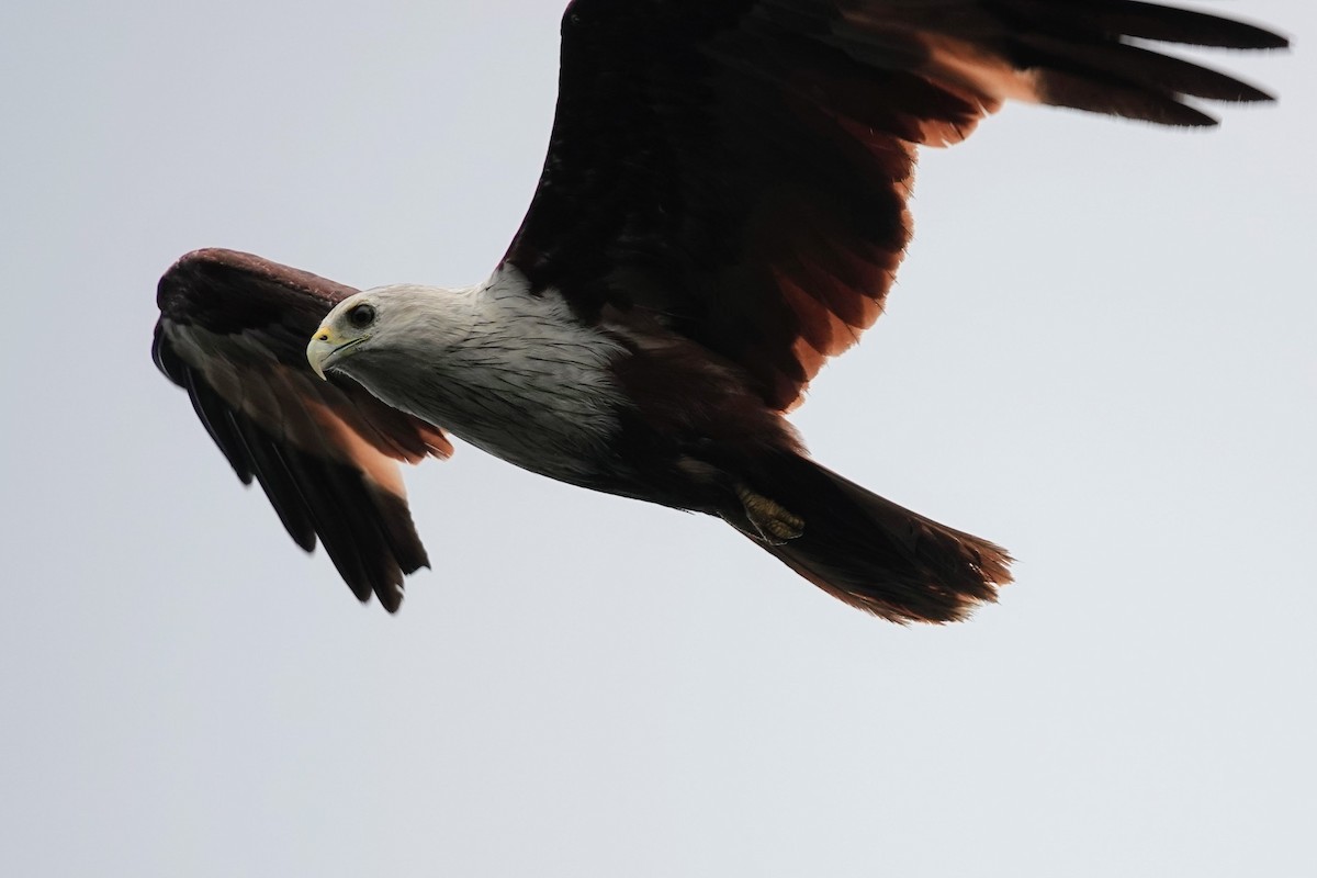 Brahminy Kite - ML619435090