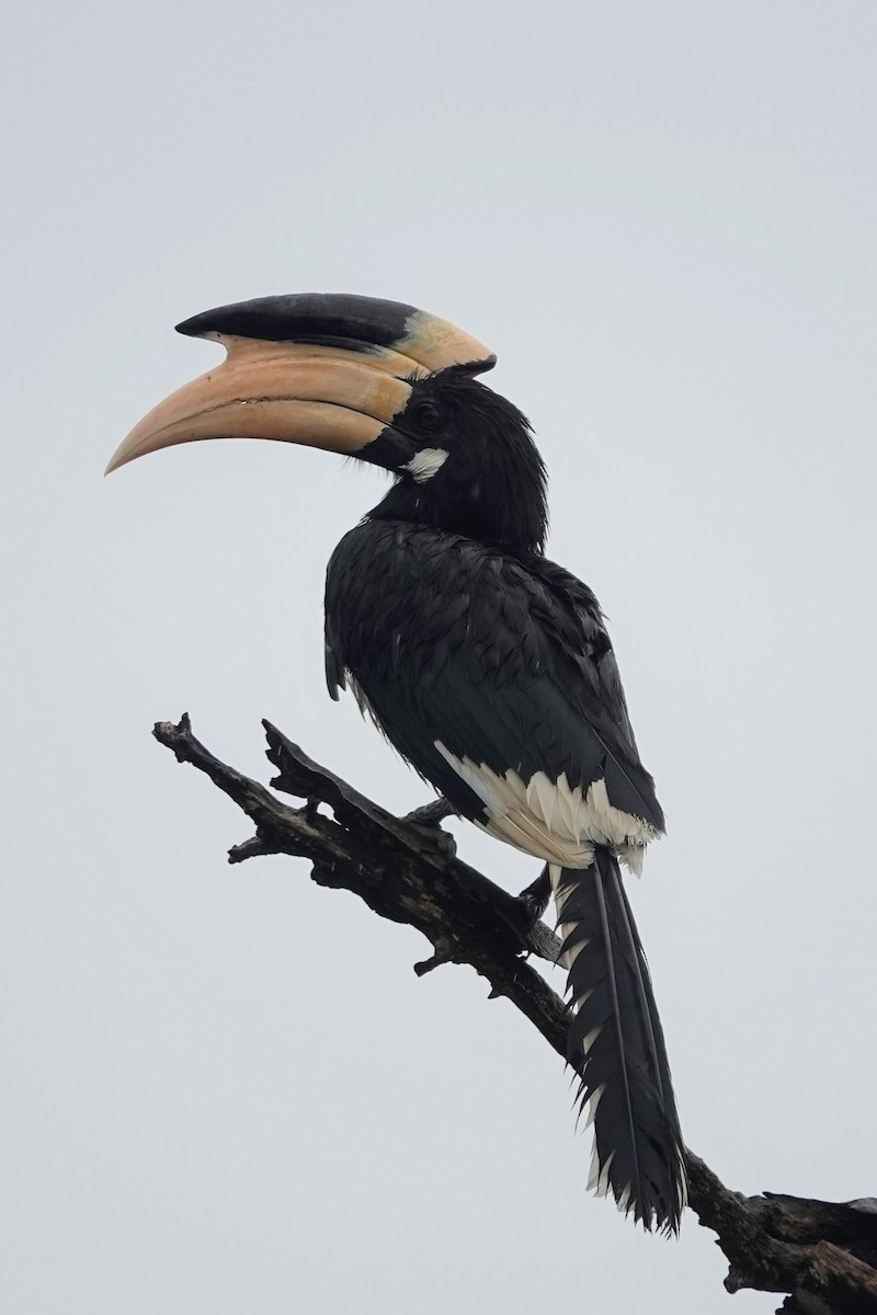 Malabar Pied-Hornbill - Brecht Caers