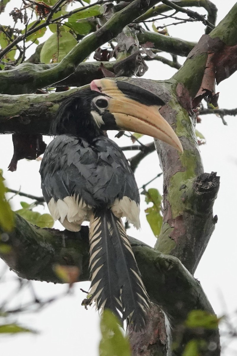 Malabar Pied-Hornbill - ML619435097