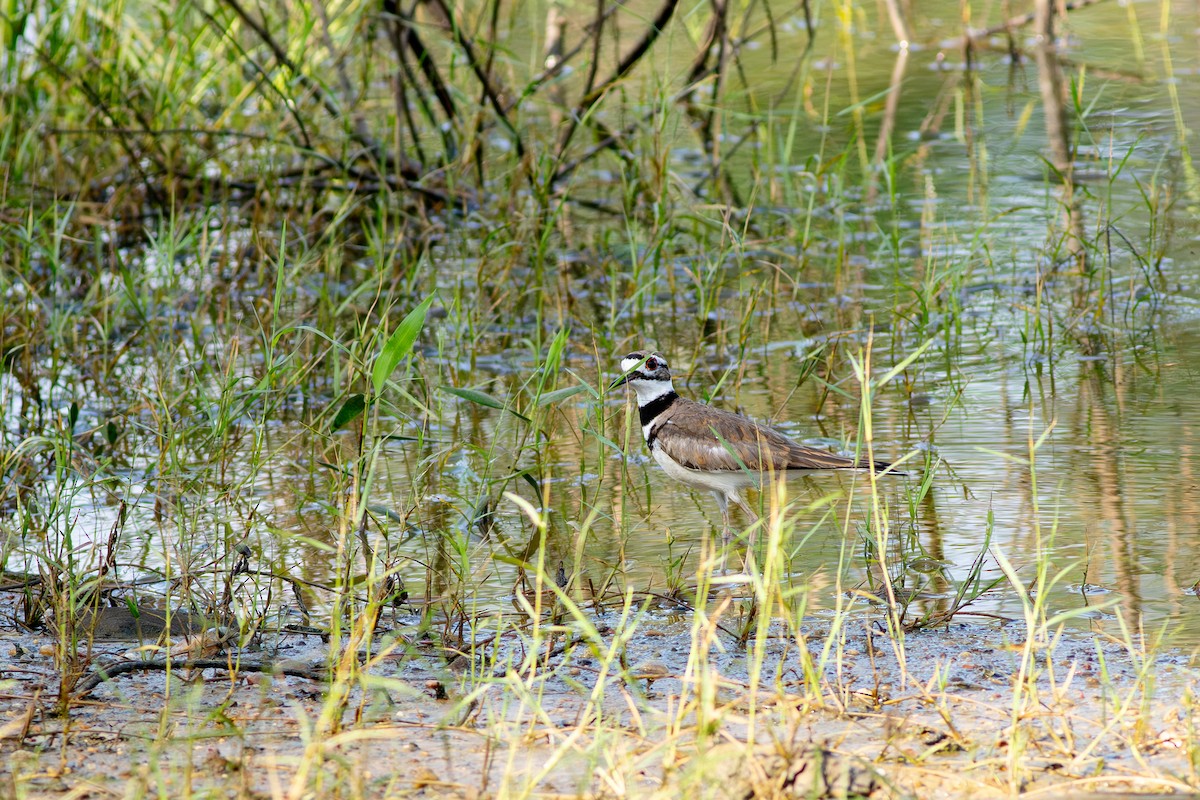 Killdeer - ken baker