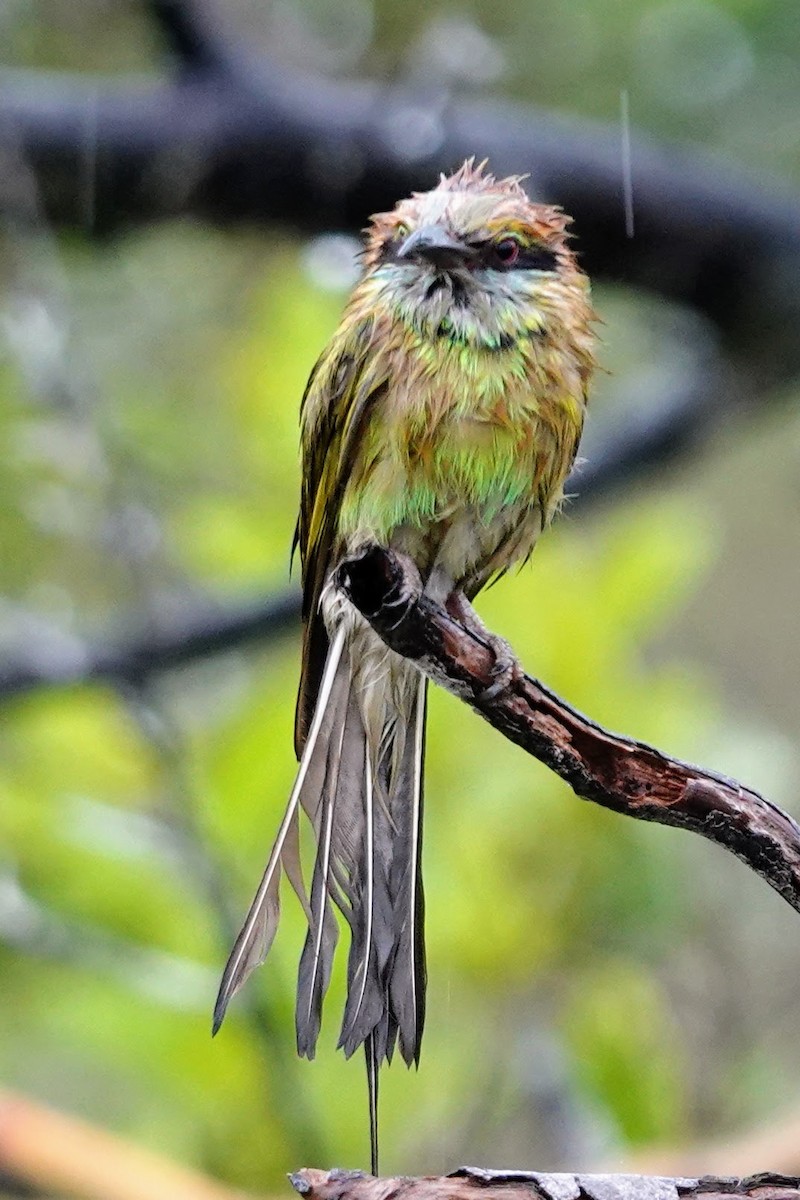 Asian Green Bee-eater - Brecht Caers