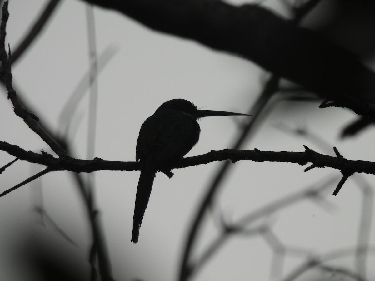 Rufous-tailed Jacamar - Leandro Niebles Puello