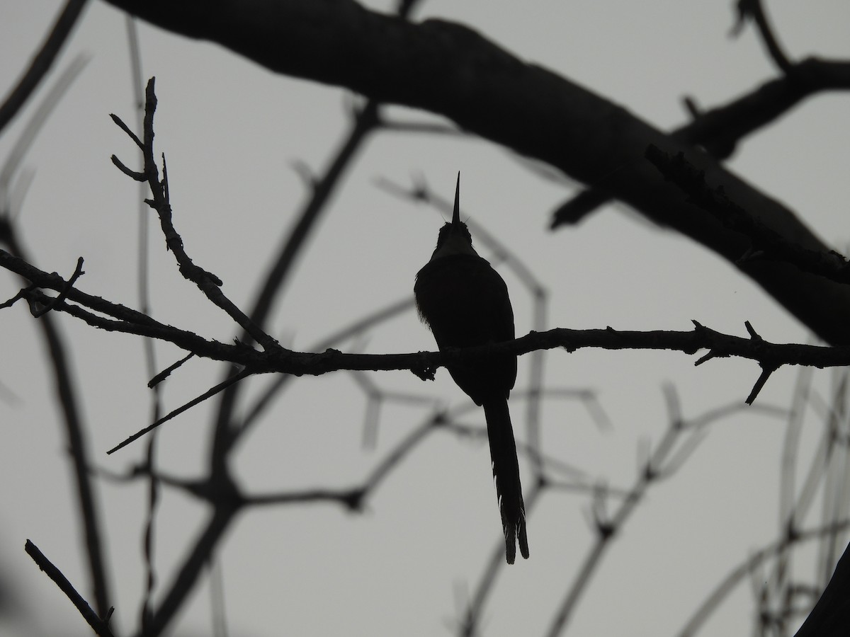 Rufous-tailed Jacamar - Leandro Niebles Puello