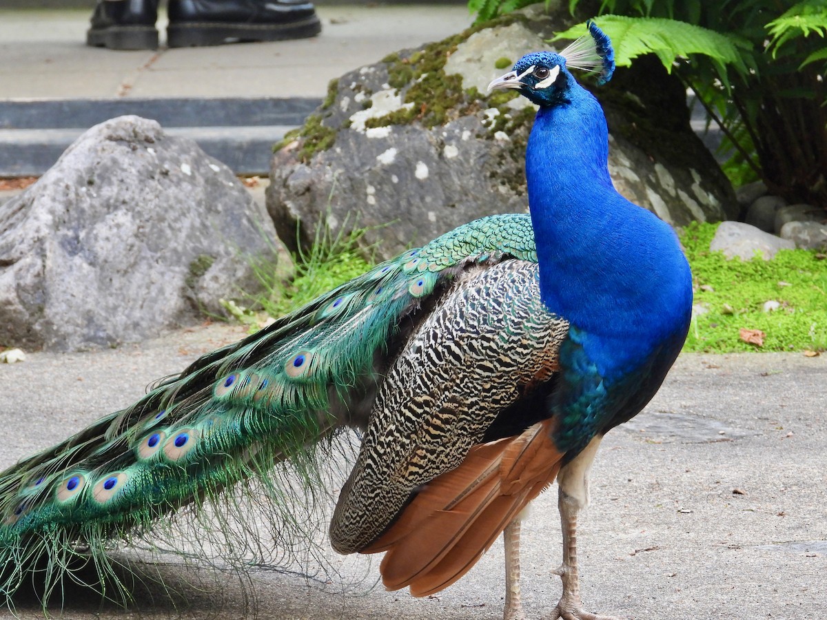 Indian Peafowl - ML619435119