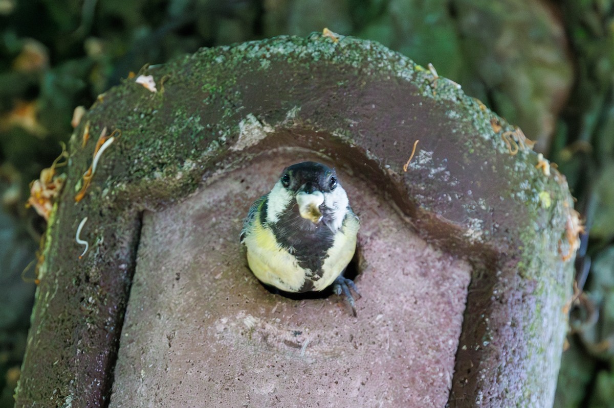 Great Tit - ML619435120