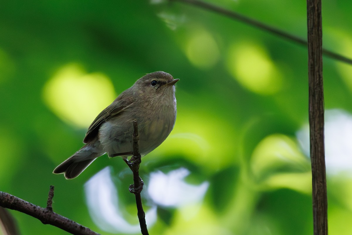 Common Chiffchaff - Lutz Duerselen