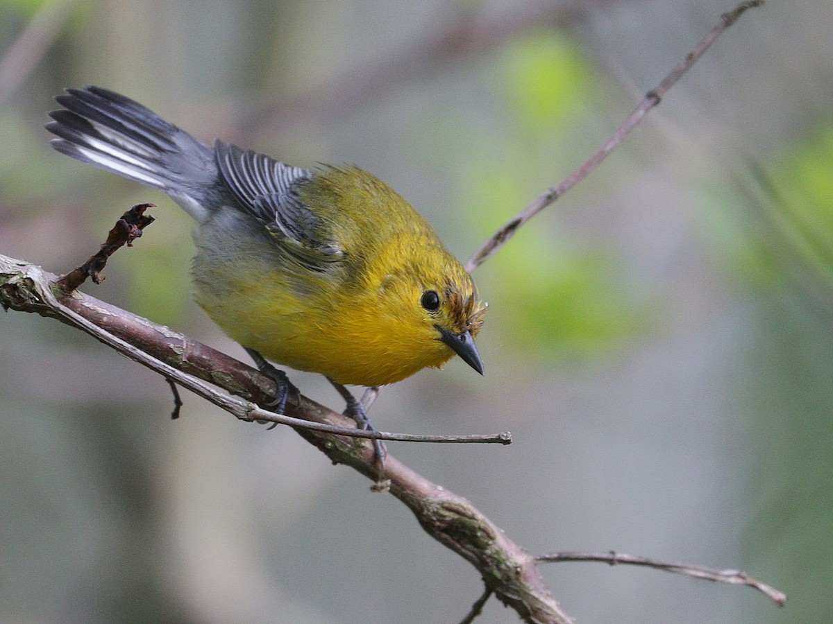 Prothonotary Warbler - Mike Lee