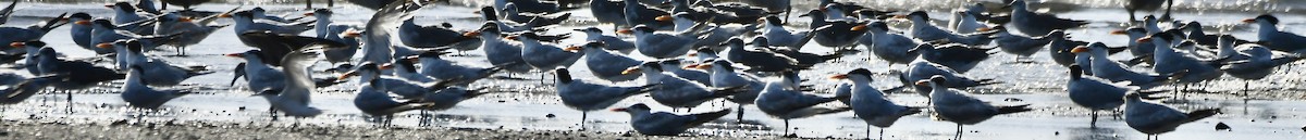 Royal Tern - mark perry