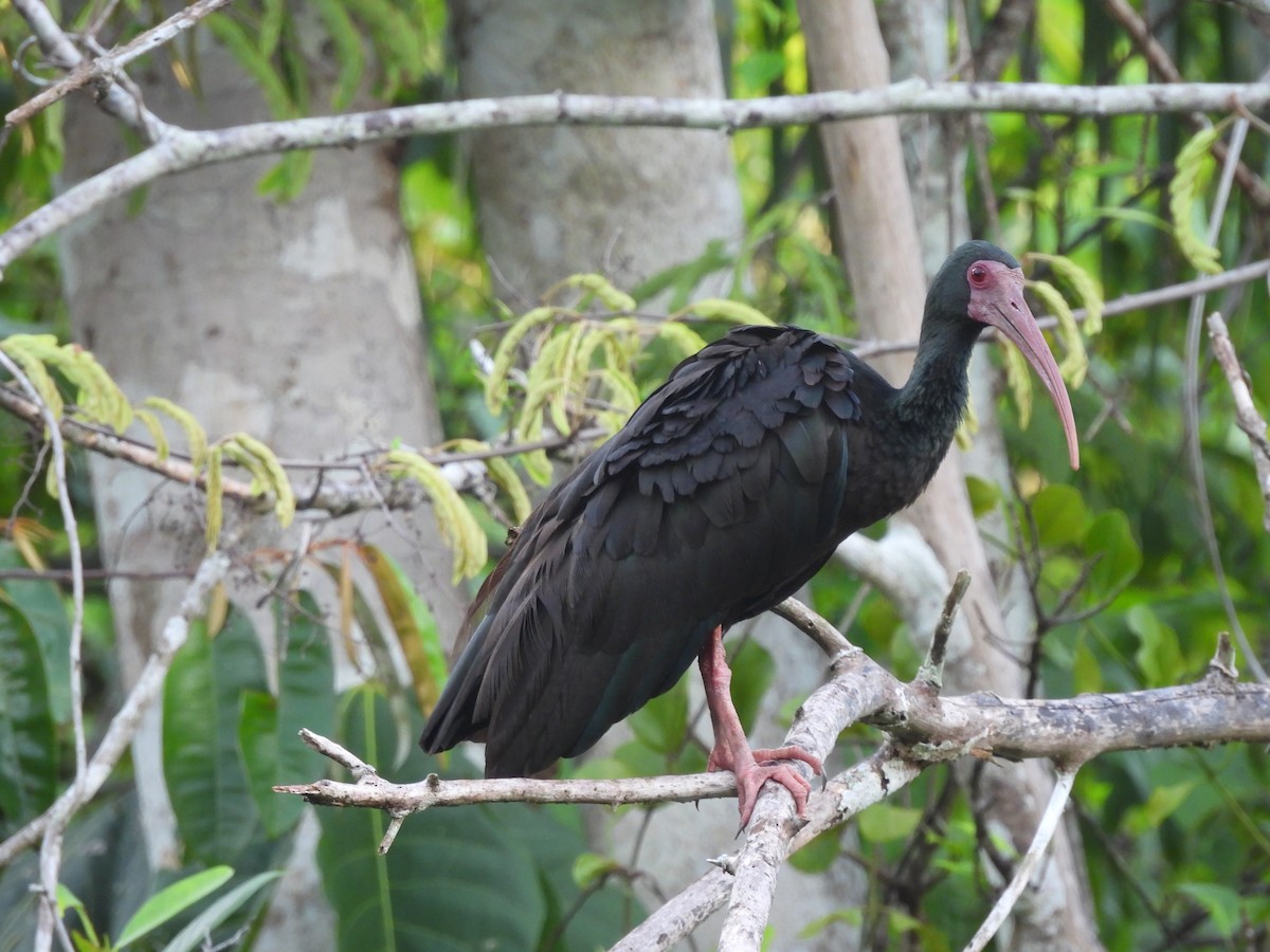 Bare-faced Ibis - Leandro Niebles Puello