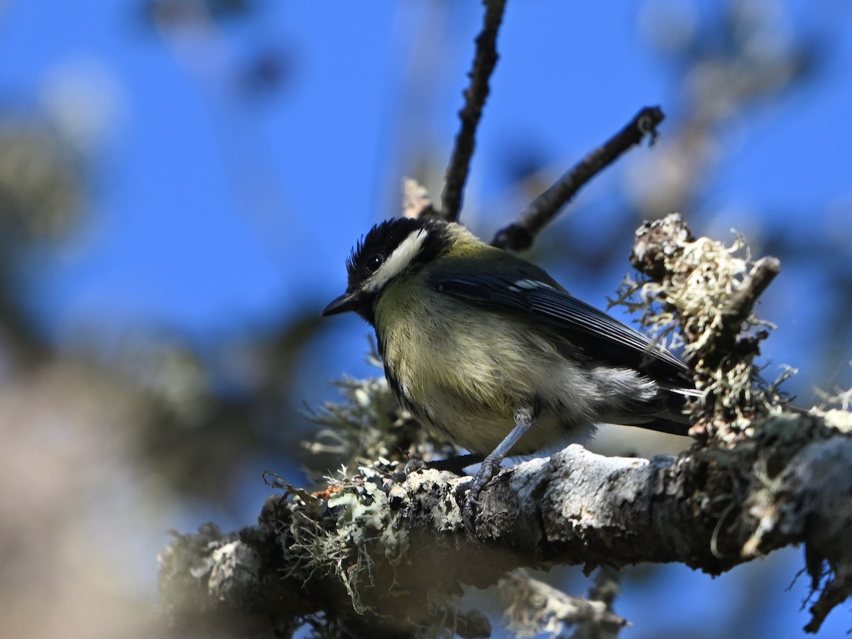 Great Tit - ML619435139