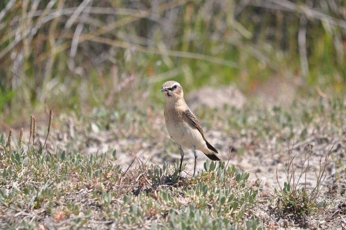 Northern Wheatear - Samuel Hilaire