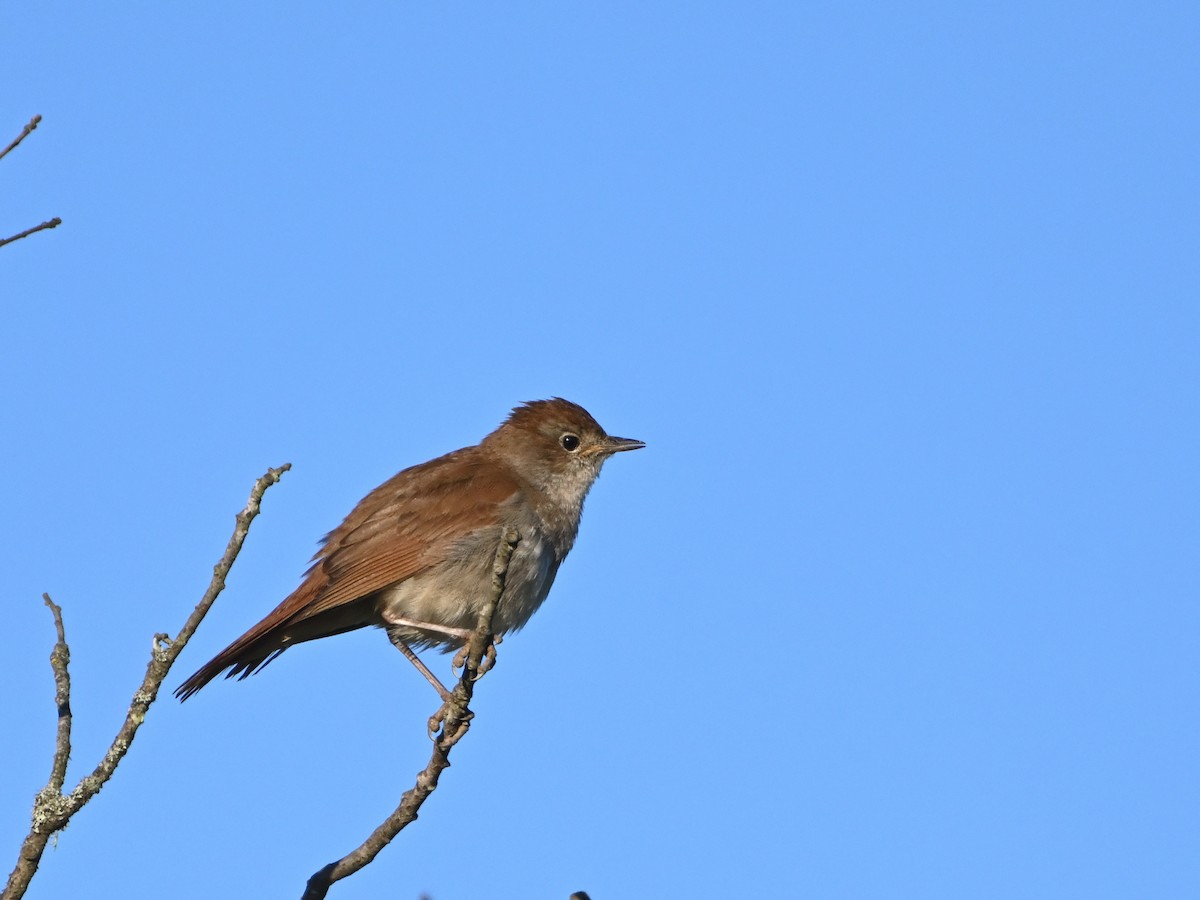 Common Nightingale - ML619435148