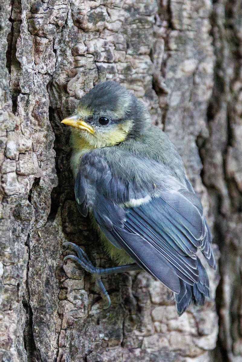 Eurasian Blue Tit - Lutz Duerselen