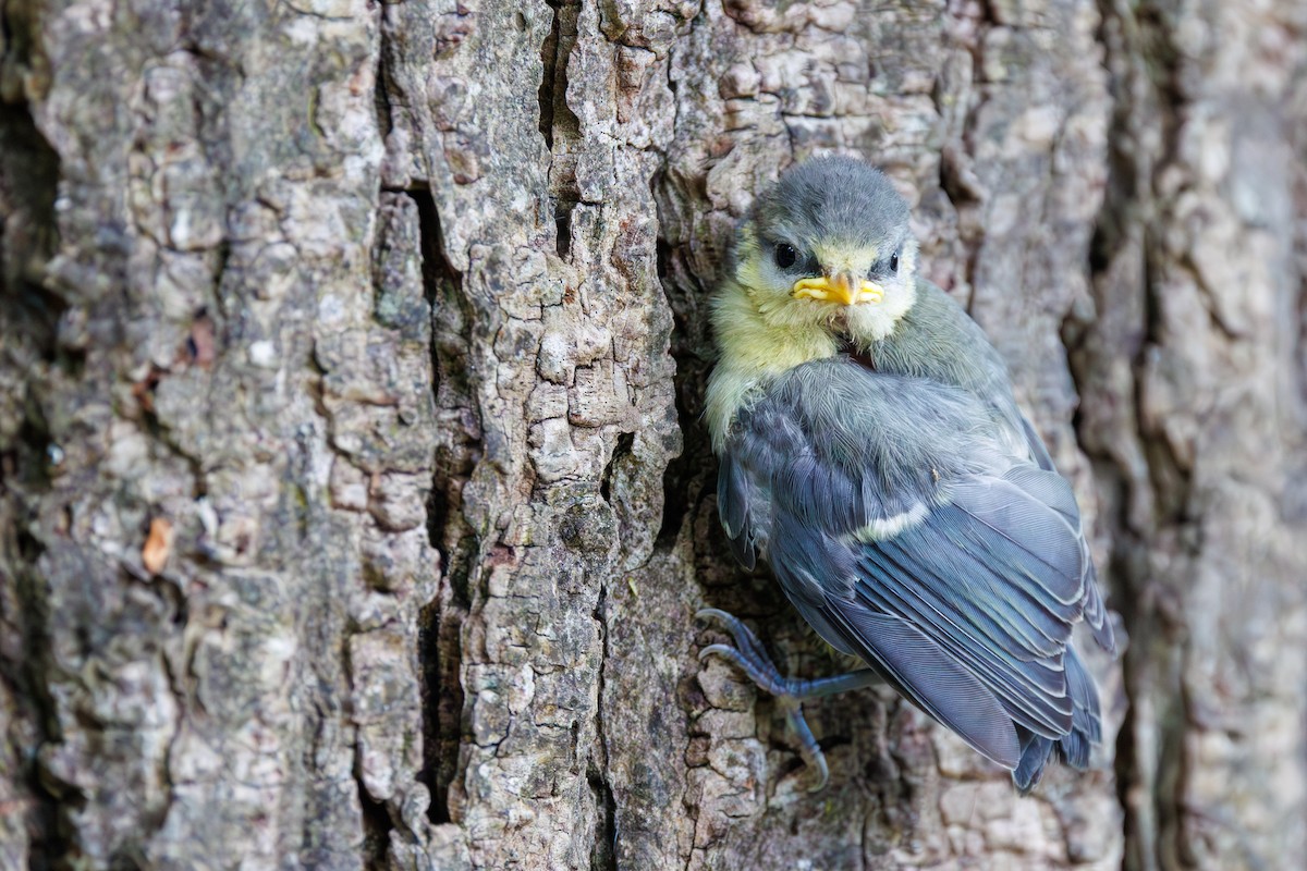 Eurasian Blue Tit - ML619435151