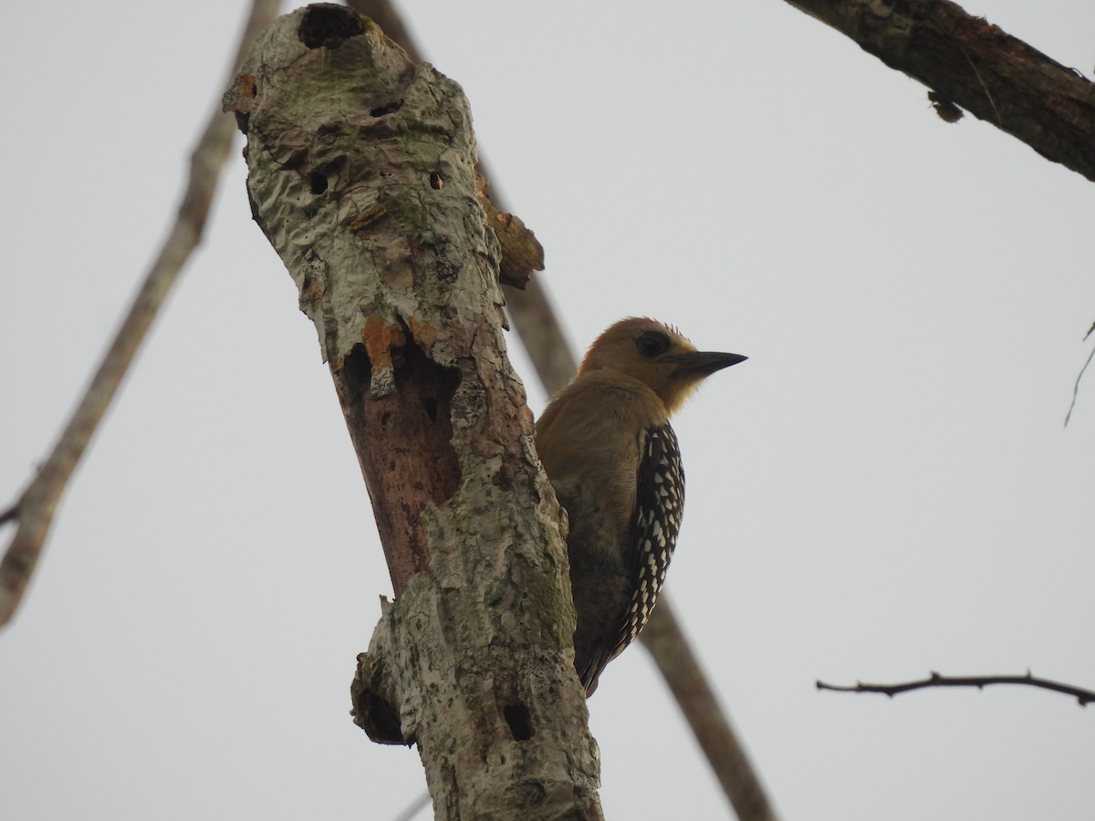 Red-crowned Woodpecker - Leandro Niebles Puello