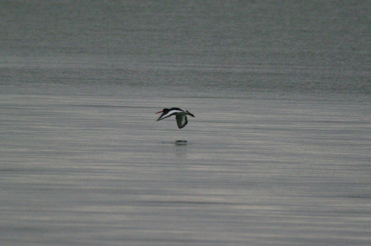 Eurasian Oystercatcher - Max Chiari