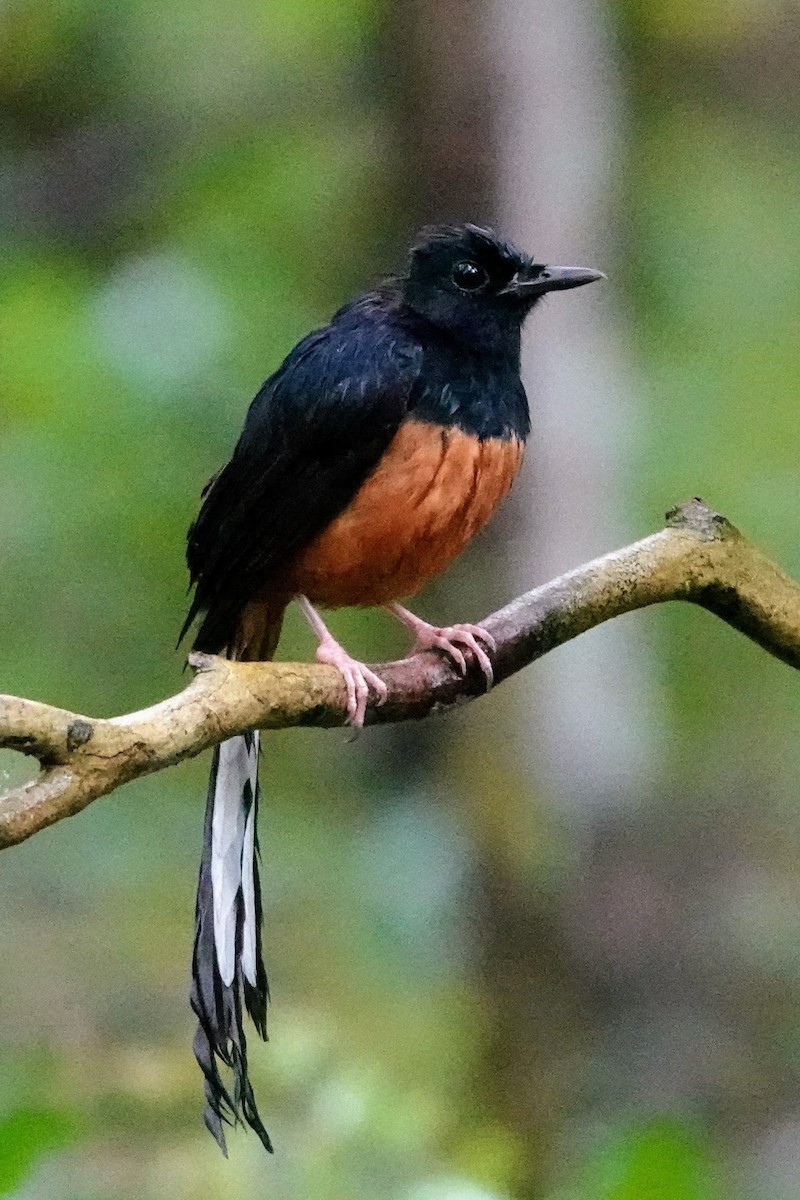 White-rumped Shama - Brecht Caers