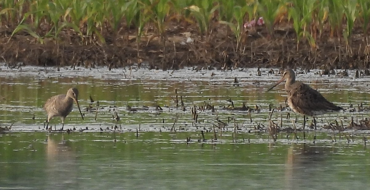 Hudsonian Godwit - ML619435176