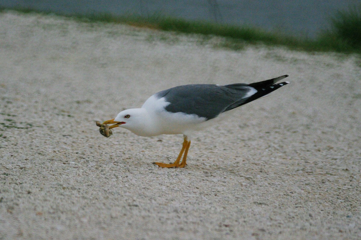 Yellow-legged Gull - Max Chiari