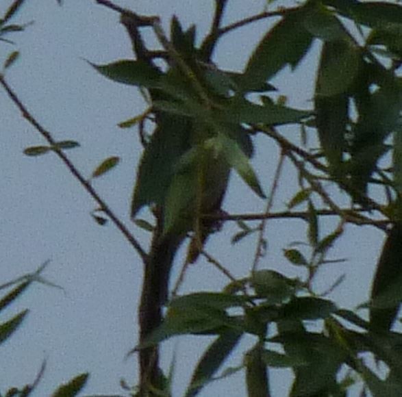 Emberiza sp. - ML619435190