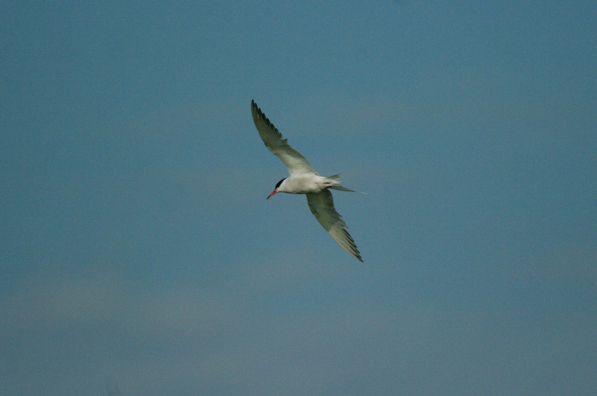 Common Tern - Max Chiari