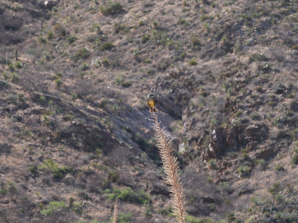 Western Kingbird - John  Kiseda