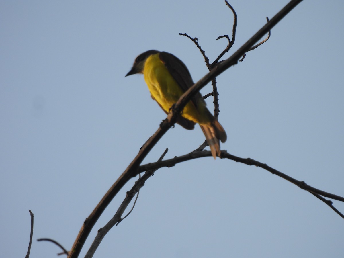 Social Flycatcher - Leandro Niebles Puello