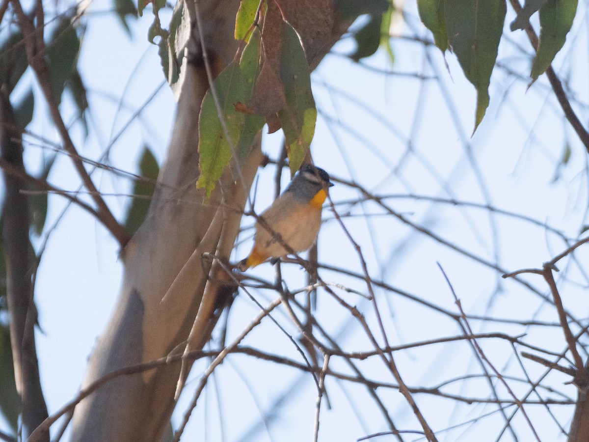 Spotted Pardalote - Hitomi Ward