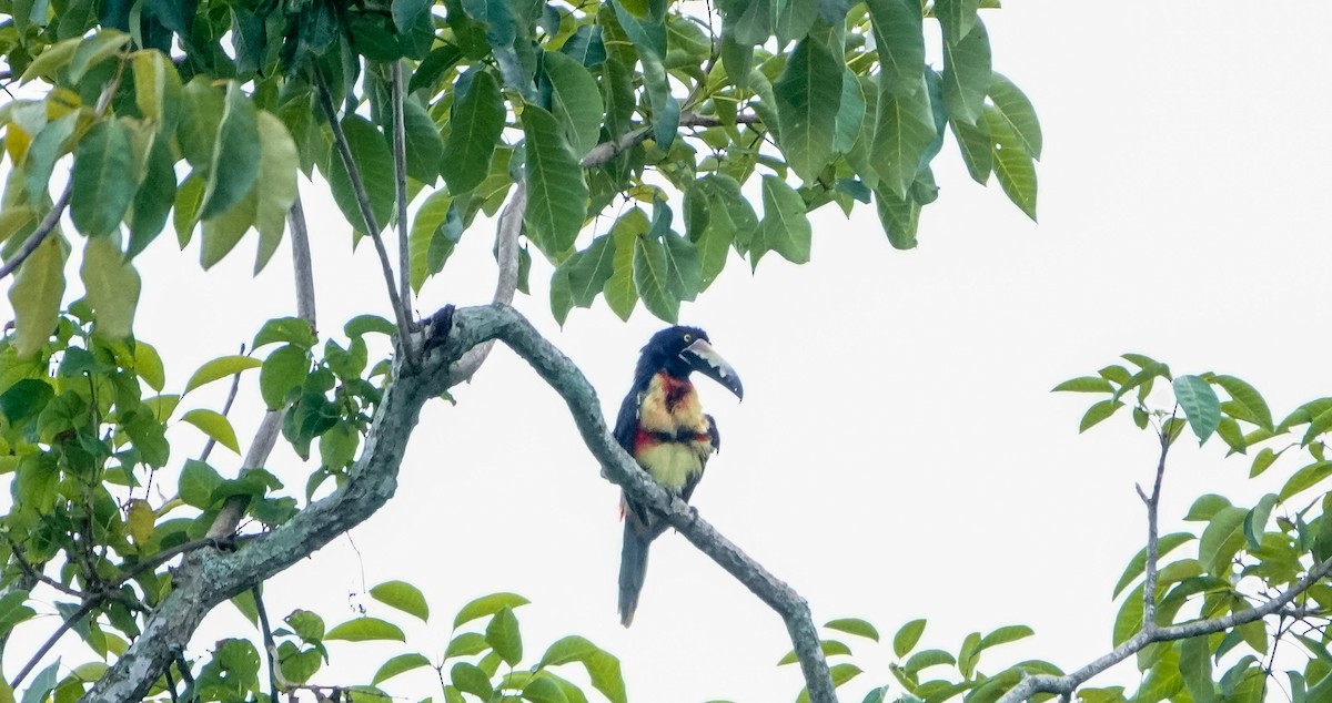 Collared Aracari - Laura Voight