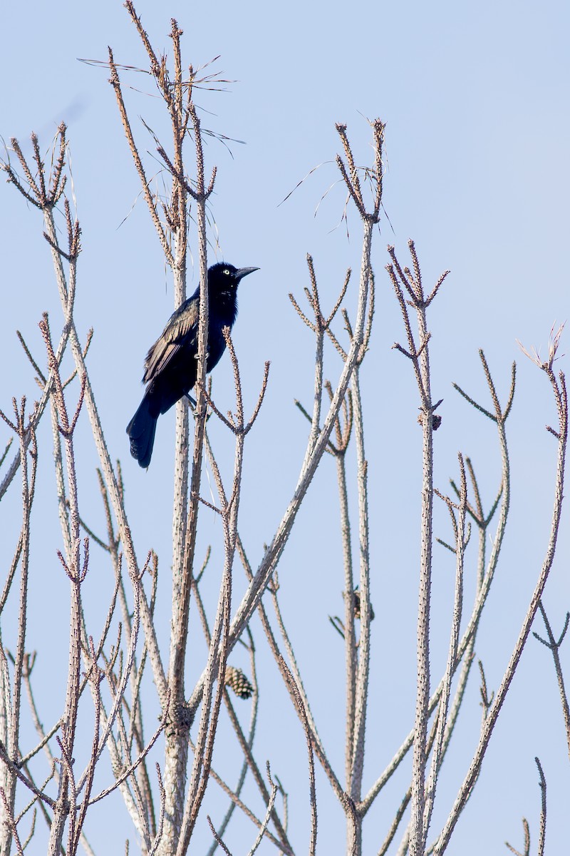 Common Grackle - ken baker