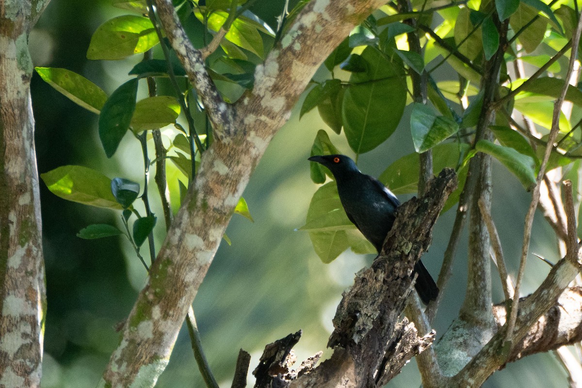 Singing Starling - Kini Roesler