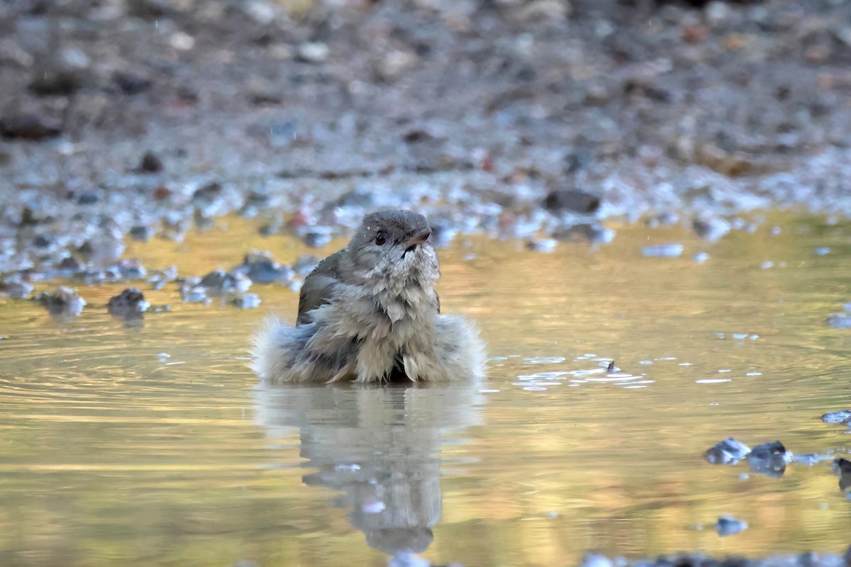 Golden Whistler - ML619435211