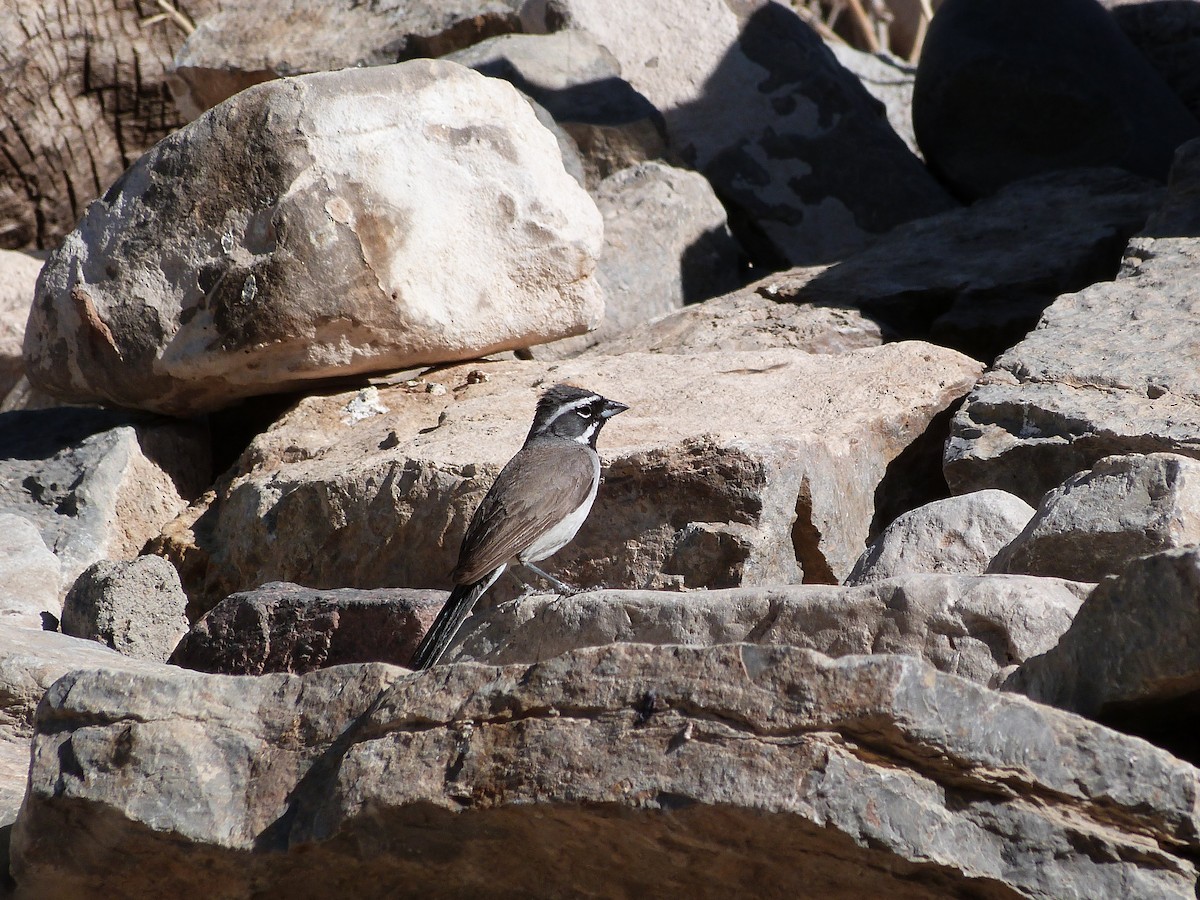 Black-throated Sparrow - John  Kiseda