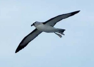 albatros pestrozobý - ML619435220