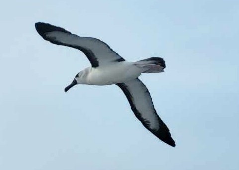 albatros pestrozobý - ML619435221