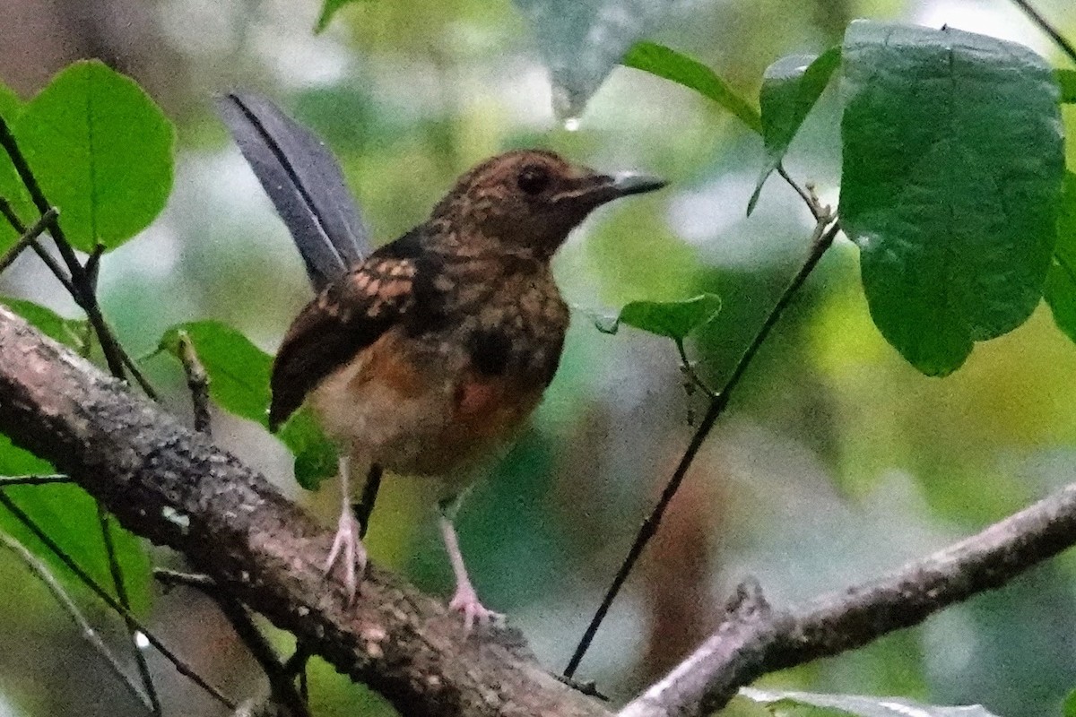 White-rumped Shama - Brecht Caers