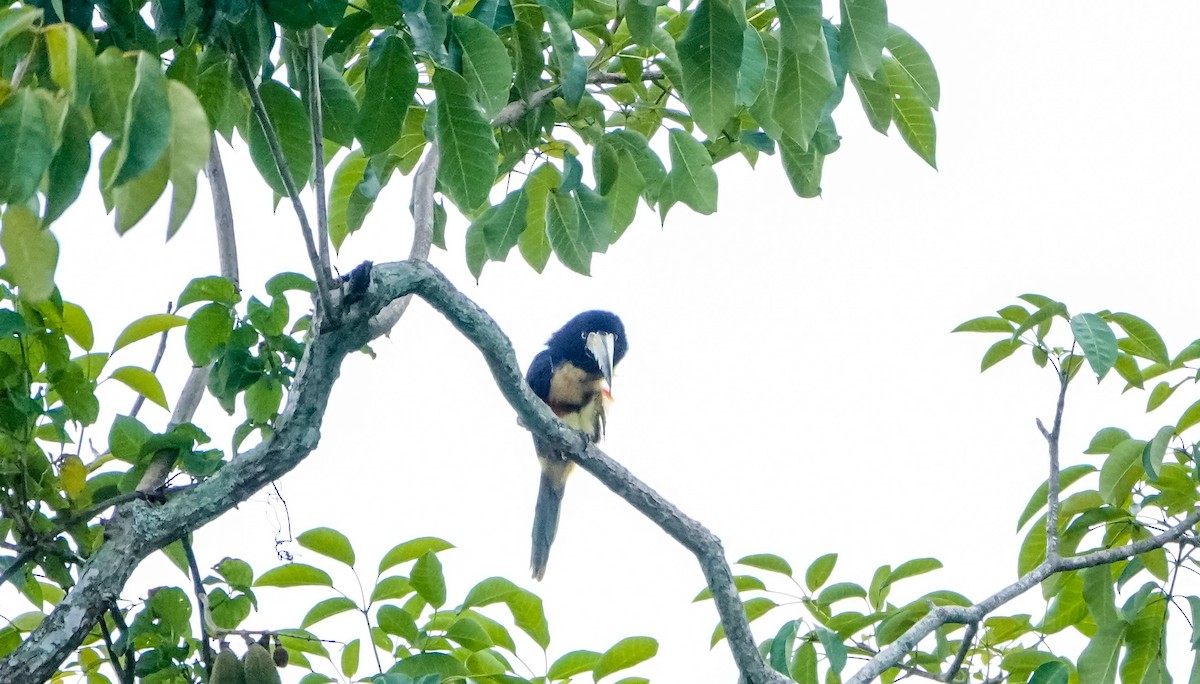 Collared Aracari - Laura Voight